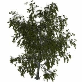 Eurasian Aspen Tree 3d model