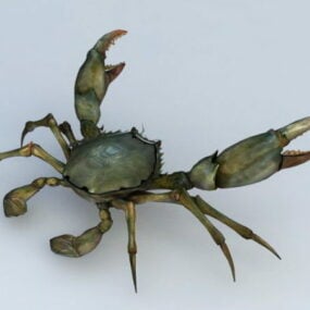 Europäisches 3D-Modell der Grünen Krabbe