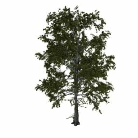 European Aspen Tree 3d model