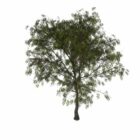 European Mountain-ash Tree