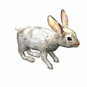 Conejo occidental modelo 3d