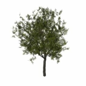 欧洲罗文树3d模型