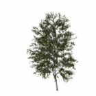 ヨーロッパの白Bの木