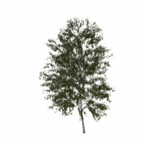 Europeisk White Birch Tree 3d-modell