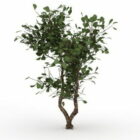 Evergreen Huckleberry Bush