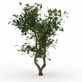 Yaprak Dökmeyen Huckleberry Çalı 3D modeli