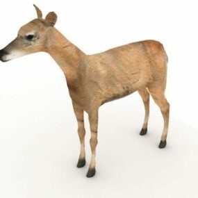 อเมริกา Fallow Deer Animal 3d model