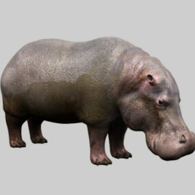 Model 3d Hippopotamus Gemuk
