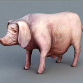 Female Pig Sow 3d model