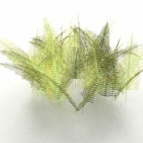 Mô hình cây dương xỉ 3d