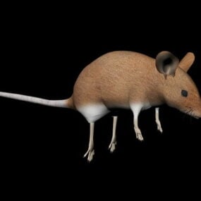 Field Mouse 3d model