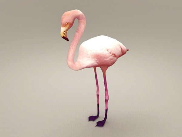 Flamingovogel