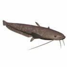 Flathead Catfish Fish Animal