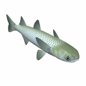 Flathead Mullet Fish Animal 3d model