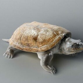卡通绿海龟3d模型