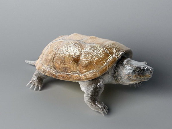 Florida schildpad