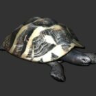 Florida Box Turtle Character