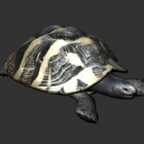 Modelo 3d del personaje de la tortuga de caja de Florida