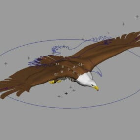 Létající Bald Eagle Rig 3D model