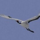 Flying Crane Bird Rigged