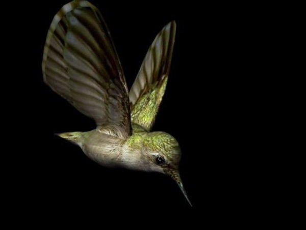 Fliegender Kolibri