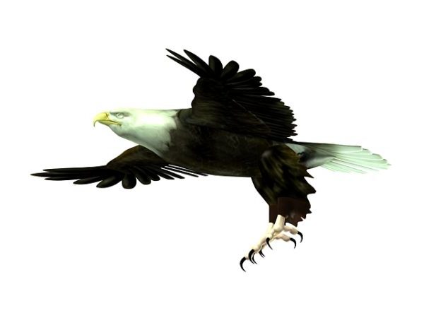 Flying Eagle Bird