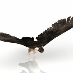 Model 3d Kewan Burung Falcon Flying