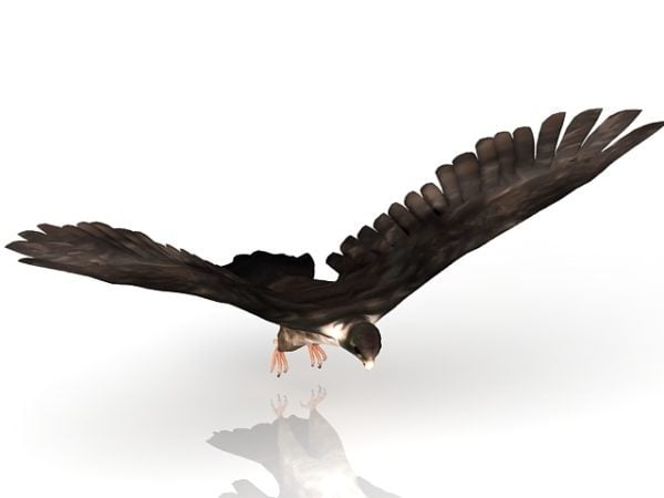 Flying Falcon Bird Animal