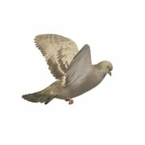 Model 3D Pigeon Terbang