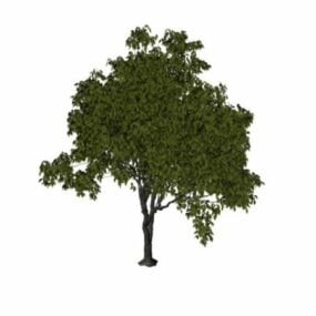 French Elm Tree 3d model