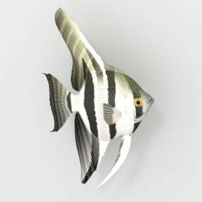 דגם תלת מימד של מלאך דג בעלי חיים מים מתוקים