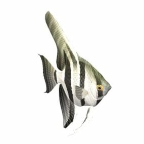 Sötvatten Angelfish Fisk Djur 3d-modell