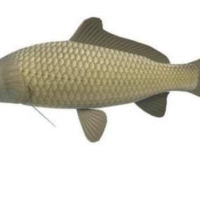 Ferskvannskarpefisk 3d-modell