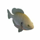 Freshwater Panfish Animal