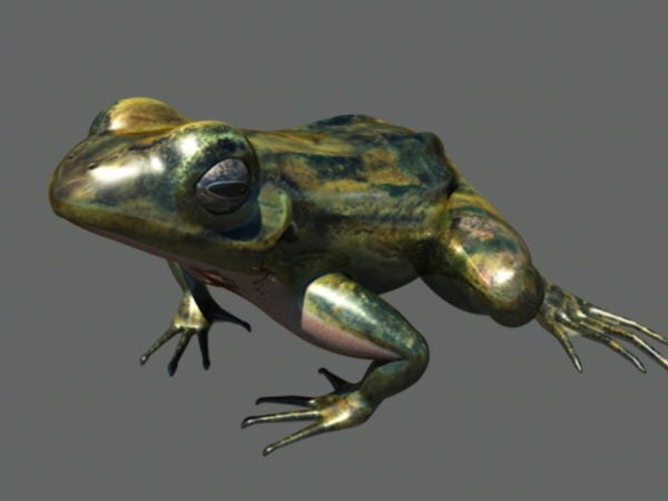 Frog Rigged
