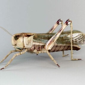 Field Grasshopper Animal 3d model