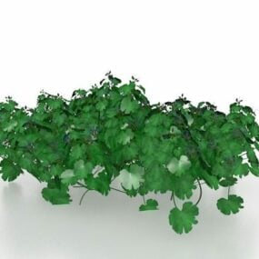 庭のパセリの植物3Dモデル