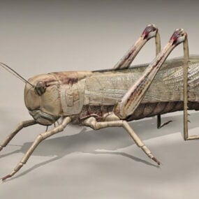 Giant Grasshopper 3d model