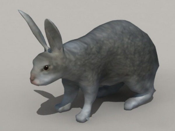 Giant Rabbit