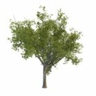 Ginkgo albero