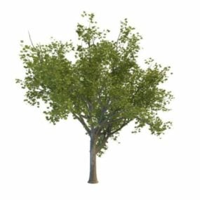 3D model stromu Ginkgo