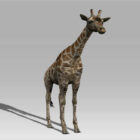 Жираф Животное Rigged