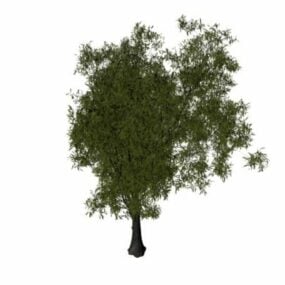 Keçi Söğüt Ağacı 3d modeli