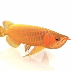 Golden Arowana Fish 3d model