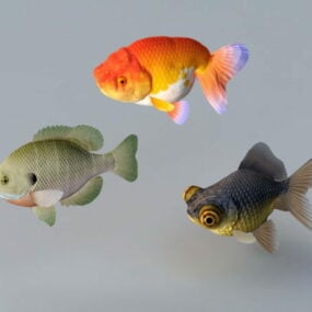 Poisson d'aquarium de poisson rouge modèle 3D