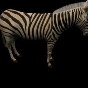 Verleent Zebra 3D-model