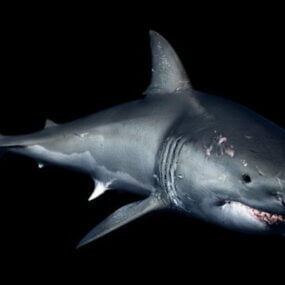 דגם 3D Great White Shark Rig