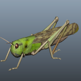 Grasshopper Filed Animal 3d model