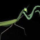 Yeşil Mantis