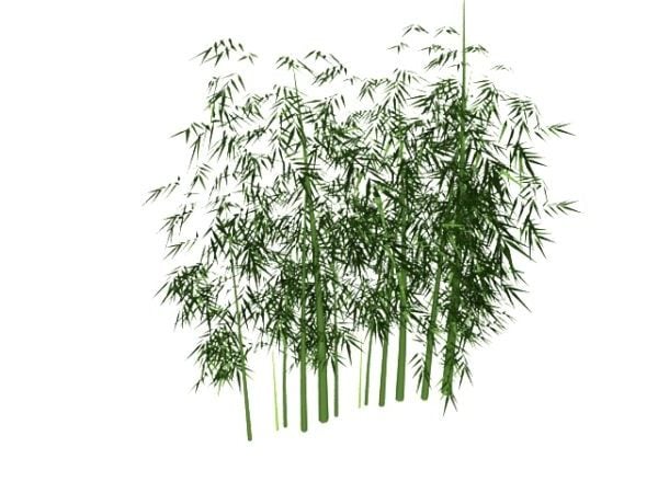 Зеленый бамбуковый лес